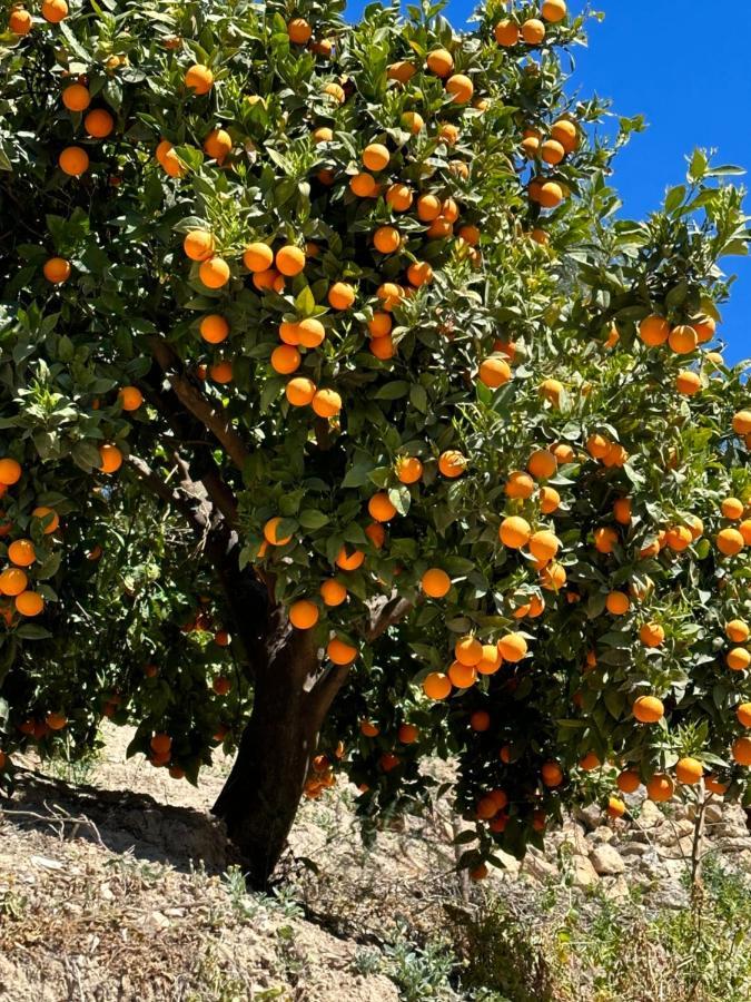 Cortijo El Pino Retreat Bed & Breakfast Albuñuelas Екстериор снимка